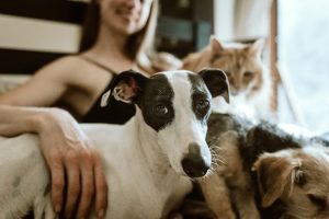 Tips for Aging Dogs