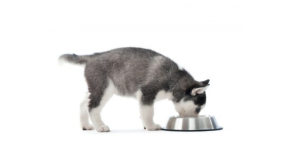 can dogs eat uncooked rice