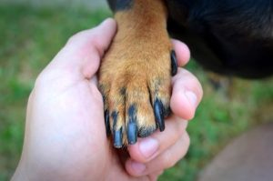 black spot on dog&#039;s paw