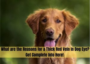 thick red vein in dog eye