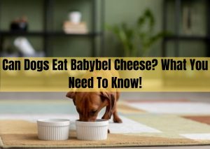 can dogs eat babybel cheese