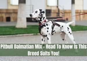 pitbull dalmatian mix