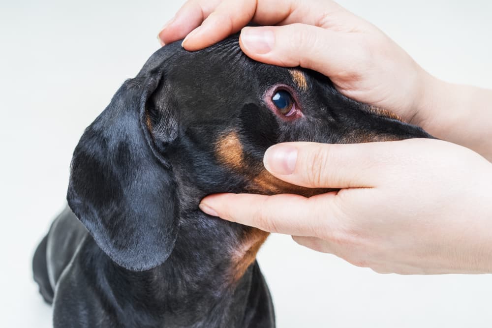 red vein in dogs eye