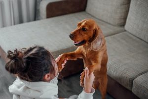 Tips to Choose the Right Pet
