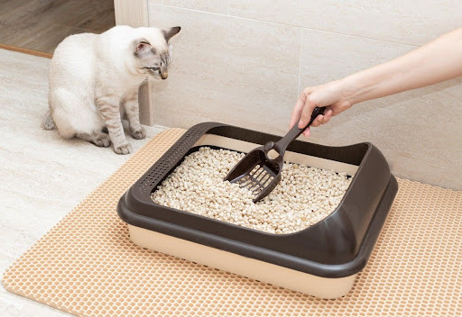 Open or Standard Cat Litter Boxes
