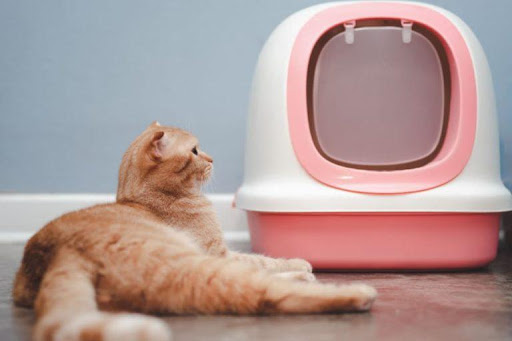 Covered Cat Litter Boxes
