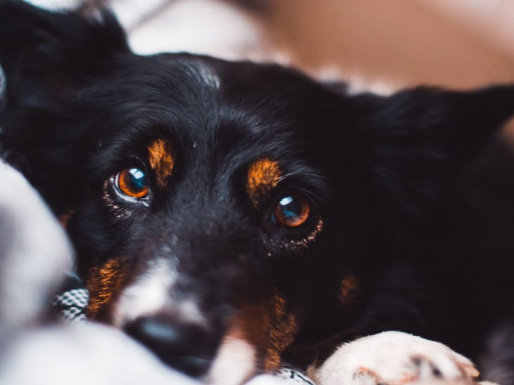 What are the Reasons for a Thick Red Vein In Dog Eye? Get Complete Info Here!