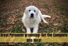 great pyrenees grooming