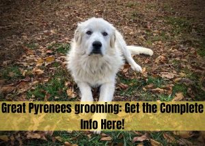great pyrenees grooming