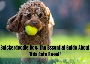 snickerdoodle dog breed