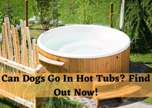 Can Dogs Go In Hot Tubs