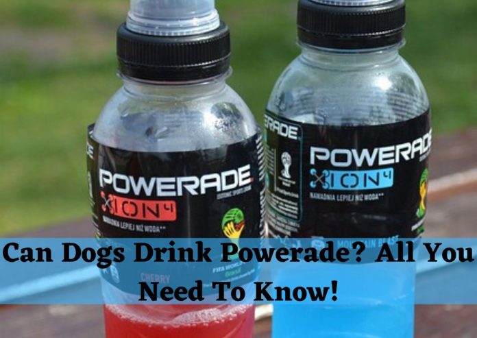 Can Dogs Drink Powerade