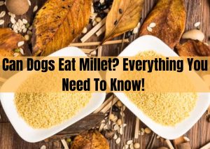 Can Dogs Eat Millet