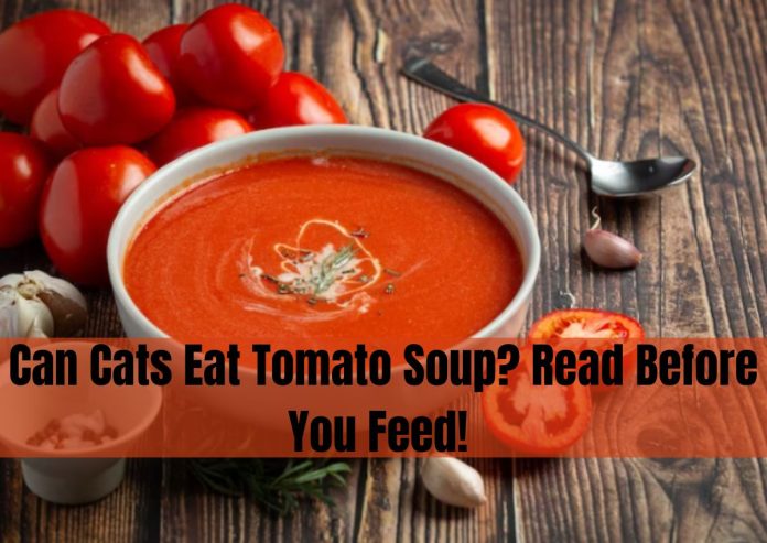 Can Cats Eat Tomato Soup