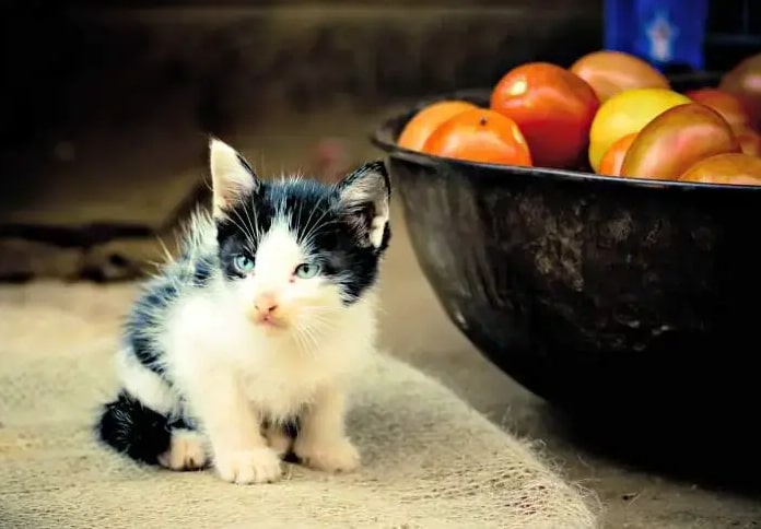 Is tomato safe for cats to eat?