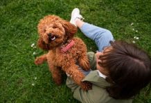 Toy Poodle Breed