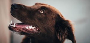 How to Prevent Dental Disease in Dogs