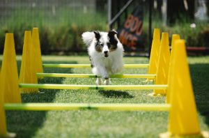 Things to Keep Your Dog Active