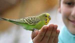 Dietary Boost with Pellets