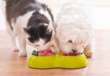 Maintaining a Healthy Diet for Your Pet