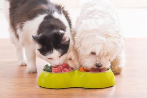 Maintaining a Healthy Diet for Your Pet