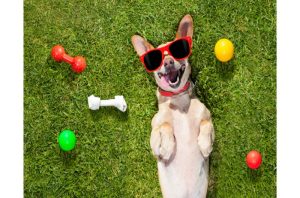 Magic of the Doggy Smile