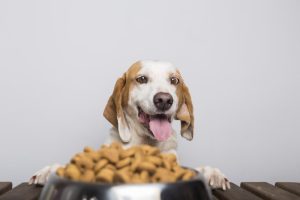 The Science of Dog Nutrition
