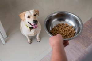 Why Do Dogs Bury Their Food