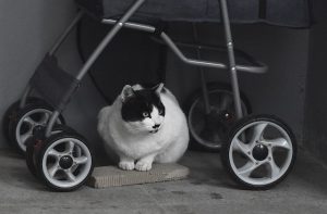 Simplify with Cat Stroller