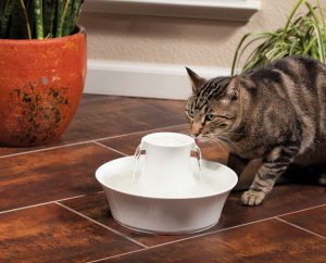 Water Fountains for Cats