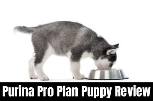 purina pro plan puppy review