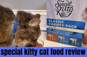 special kitty cat food review