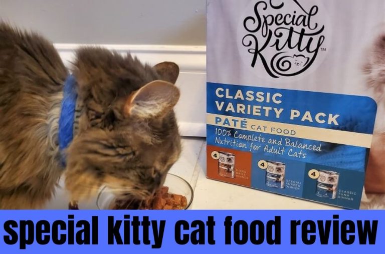 Special Kitty Cat Food Review Is It A Perfect Choice For Kittens?