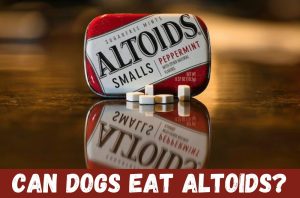 can dogs eat altoids