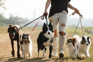 Importance of Pet Boarding and Dog Daycare
