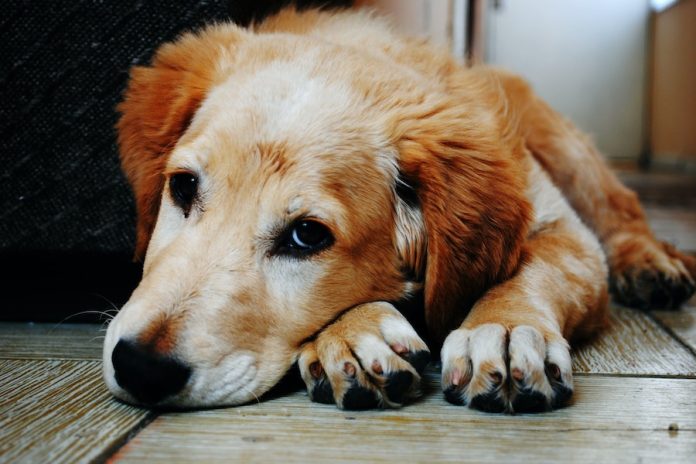 Dog With Liver Problems
