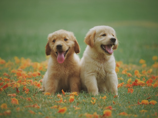 Why Golden Retriever Puppies Are the Best