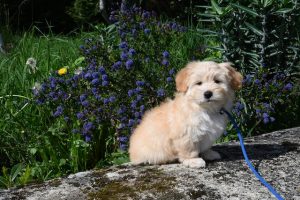Havanese Dogs and the proper Schedule