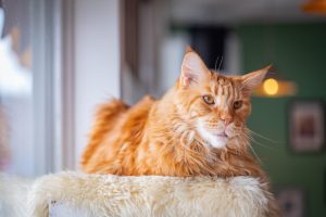 The Maine Coon