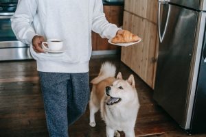 How To Punish Food Aggression In Dogs