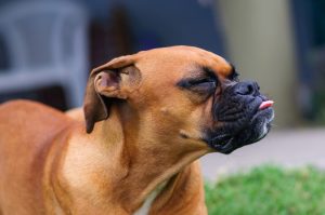 Unusual Dog Breeds