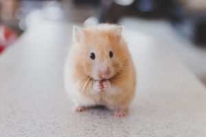 Elevating Hamster Environments