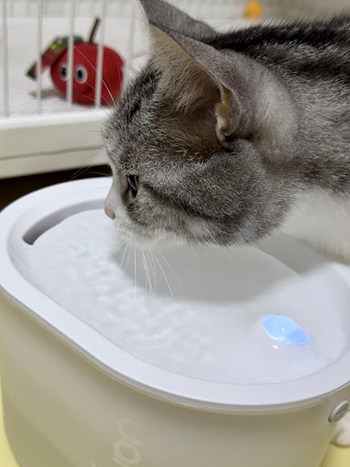 Uahpet ZERO wireless Water fountain for cats 