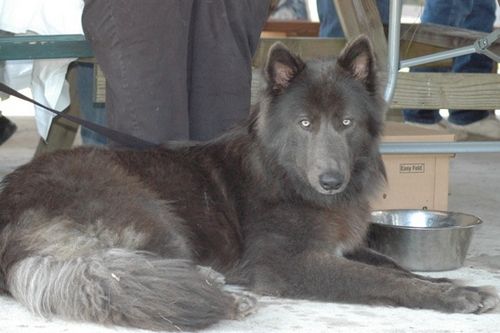 blue nile shepherd dog