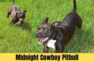 Midnight Cowboy Pitbull