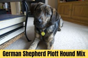 German Shepherd Plott Hound Mix