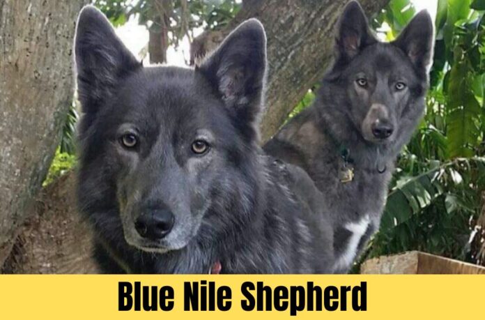 blue nile shepherd blue nile shepherd