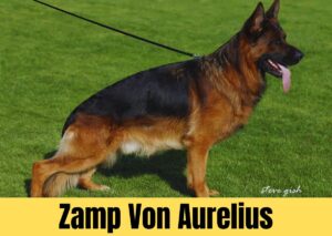zamp von aurelius