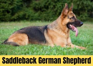 saddleback german shepherd