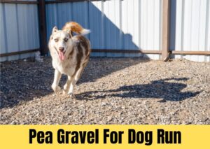 Pea Gravel For Dog Run